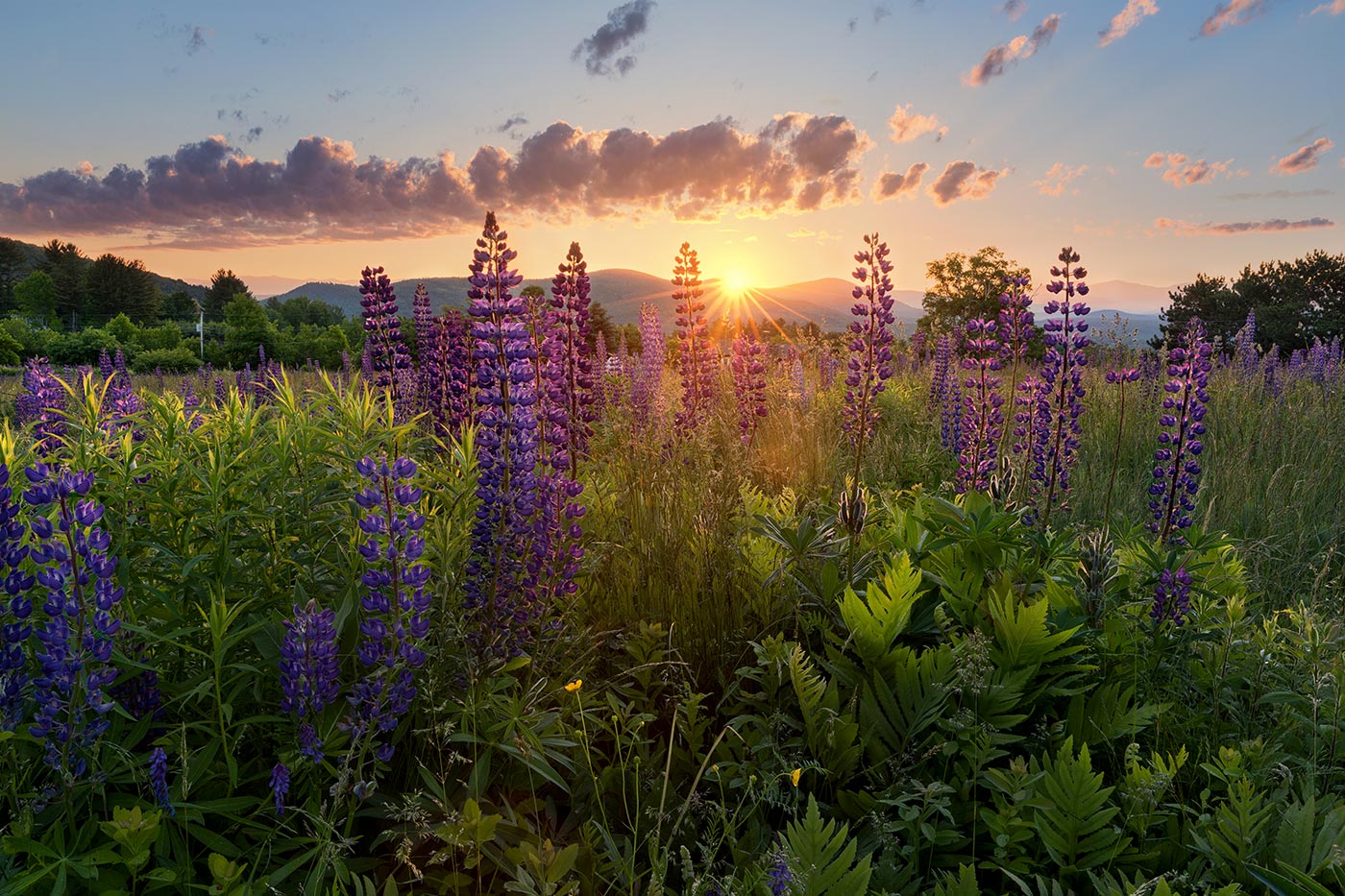 flowers-june-summer-sunrise4