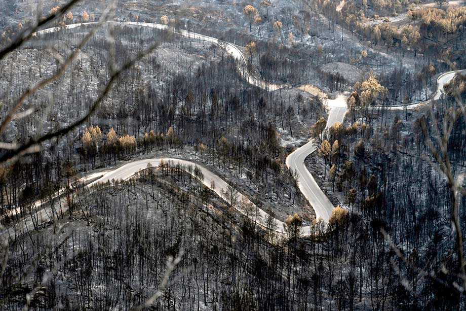 wildfire_charred_forest